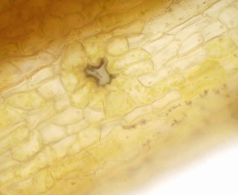 Orthotrichum anomalum